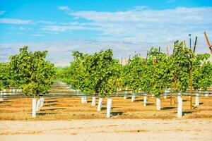 uvas plantação vinhas foto