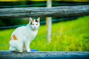 branco gato em a madeira registro foto
