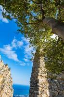 uma árvore perto das ruínas do castelo de santo hilarião kyrenia chipre