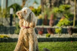 goldendoodle sentado dentro a jardim foto