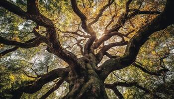 vibrante outono folhagem ilumina tranquilo floresta chão diretamente abaixo gerado de ai foto