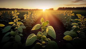 pôr do sol ilumina vibrante Fazenda crescimento uma botânico beleza , generativo ai foto