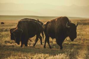 norte americano bisontes foto