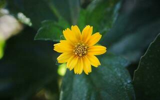 lindo amarelo flores silvestres foto