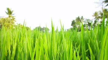 verde arroz Campos dentro a Vila foto
