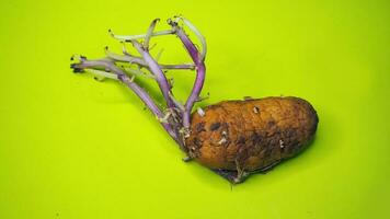 batata plantar crescimento isolado em verde fundo foto