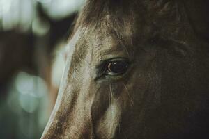 cavalo cabeça e olho fechar-se foto