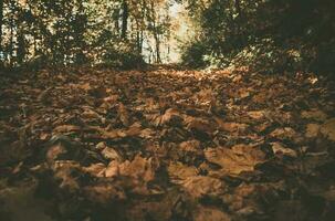 caído outono folhas dentro uma floresta foto