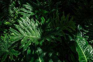 filodendro de árvore rendada ou fundo de sombra e luz seloum foto