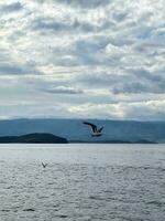 gaivota vôo dentro a céu sobre lago baikal foto