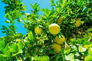 limão árvore ramo com frutas foto