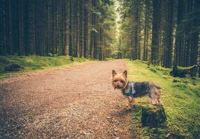 floresta trilha cachorro andar foto