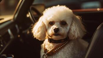 fofa de raça pura cachorro sentado dentro carro, ao ar livre gerado de ai foto