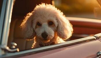 fofa de raça pura cachorro sentado, olhando ao ar livre a partir de carro gerado de ai foto