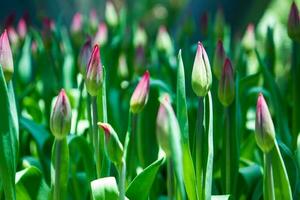 muitos tulipa brotos dentro a jardim foto