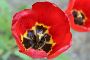 lindo vermelho tulipas, Darwin híbrido vermelho tulipas dentro uma canteiro de flores foto