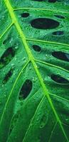 fechar acima água solta em tropical verde folha depois de chovendo dia. abstrato arte e natureza fundo. a científico nome do árvore é monstera delicioso. natural papel de parede e fresco dentro azul filtro tom. foto