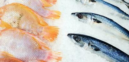 fresco tilápia Fazenda e cavalinha peixe colocando e congelar em gelo para venda às peixe mercado ou supermercado. animal para comida, ingrediente e cozinhando conceito foto