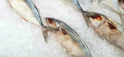 fresco cavalinha peixe congelando em gelo para venda às frutos do mar mercado ou supermercado foto