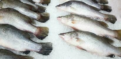 fresco ásia mar baixo, latidae ou barramundi peixe congelando em gelo para venda às frutos do mar mercado ou supermercado foto