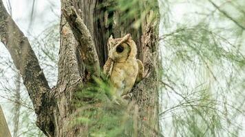 colarinho scops coruja dentro árvore oco foto