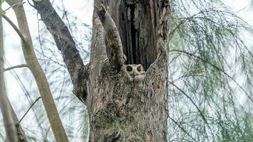 colarinho scops coruja dentro árvore oco foto