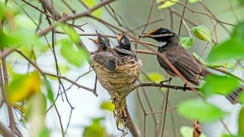 malaio malhado fantail em ramo dentro natureza fundo foto