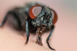 cara de mosca com grandes olhos vermelhos em macro foto