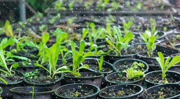 vegetal tramas uma mudas e água piscinas foto