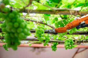 inteligente agricultura e digital agricultura robótico braço é trabalhando dentro fruta colheita uva fruta foto