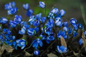 closeup de flores de hepática azul no fundo desfocado foto