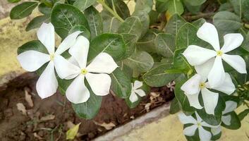 lindo branco vinca flores frescas branco pervinca Madagáscar flor foto