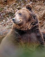 retrato de urso pardo