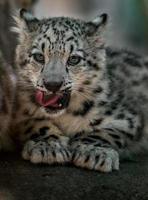 pequeno leopardo da neve foto