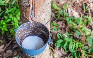 borracha árvore e tigela preenchidas com látex dentro uma borracha plantação foto