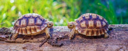 fechar acima do dois sulcata tartaruga ou africano estimulado tartaruga classificado Como uma ampla tartaruga dentro natureza, topo Visão do casal lindo bebê africano espora tartarugas em uma ampla registro foto