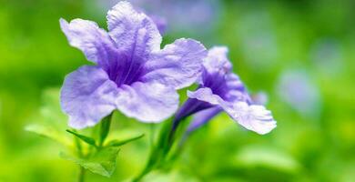 flor ruellia tuberosa roxa linda flor desabrochando fundo de folha verde. primavera crescendo flores roxas e a natureza ganha vida foto