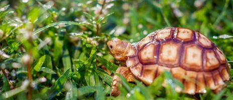 fechar acima do sulcata tartaruga ou africano estimulado tartaruga classificado Como uma ampla tartaruga dentro natureza, lindo bebê africano espora tartarugas foto