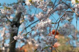 somei yoshino sakura foto