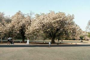 Tóquio, Japão - abril 11, 2023 pessoas caminhando dentro shinjuku gyoen nacional jardim com cereja flores foto