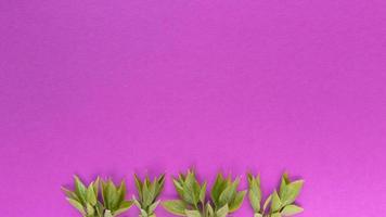 folhas verdes em fundo rosa simples plano plano com textura pastel e cópia espaço moda eco conceito banco de imagens