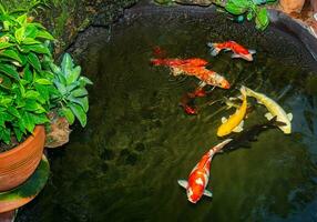 Japão koi peixe ou chique carpa natação dentro uma Preto lagoa peixe lago. popular animais de estimação para relaxamento e feng shui significado. popular animais de estimação entre pessoas. asiáticos amor para levantar isto para Boa fortuna ou zen. foto