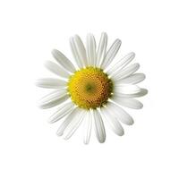 camomila flor isolado. ilustração ai generativo foto