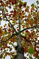 árvores com folhas marrons na temporada de outono