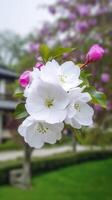 branco flor com verde fundo, real Claro foto chinês Suzhou jardim roxa ai gerado