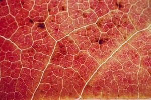 folha de bordo vermelha na temporada de outono fundo vermelho foto