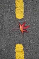 folhas de bordo vermelho no outono foto