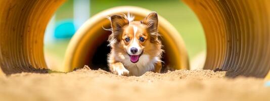 agilidade esporte para cães, uma cachorro corre dentro uma túnel às uma concorrência, bandeira, fez com generativo ai foto