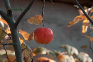 maçã vermelha crua fresca no galho no jardim em dia ensolarado foto