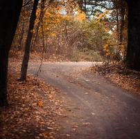 estrada da floresta de outono foto
